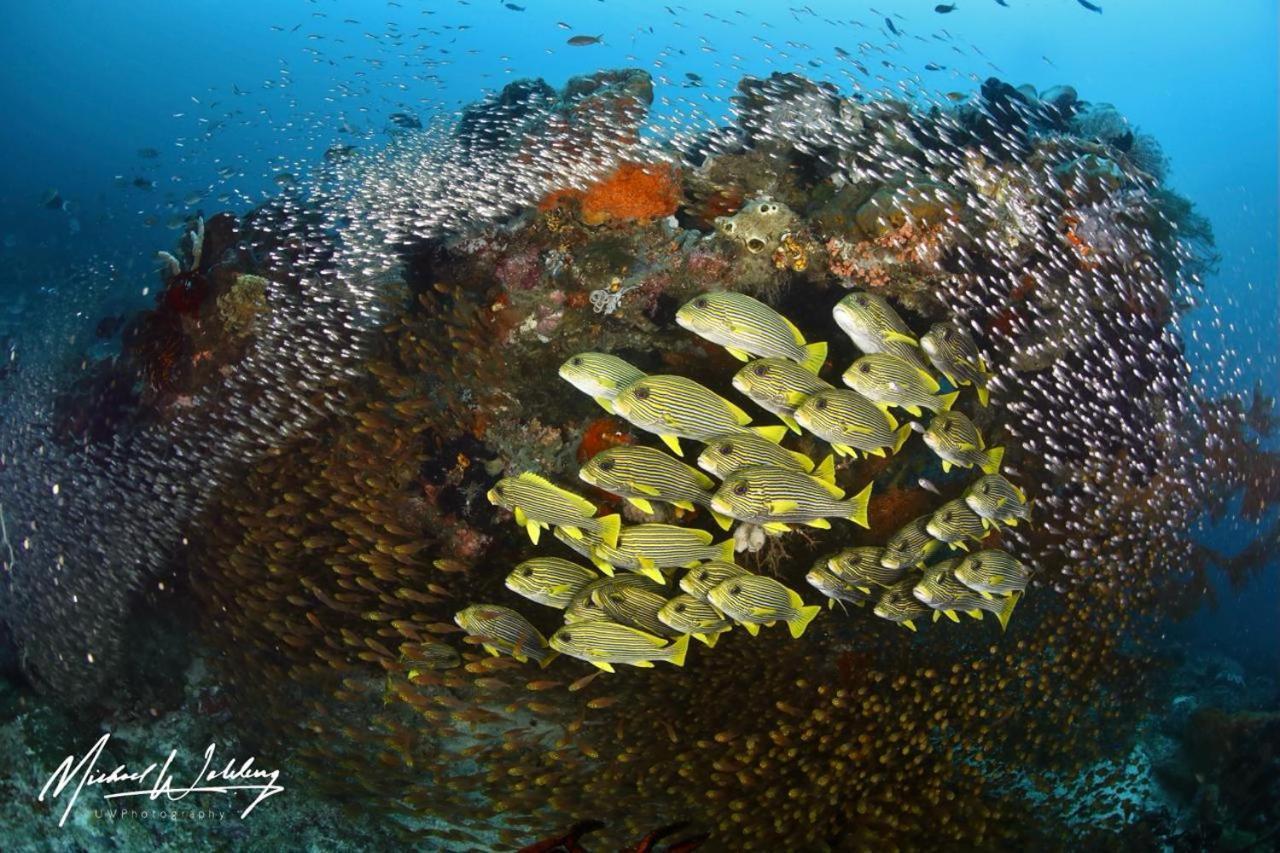 Coriana Dive Resort Waisai Экстерьер фото