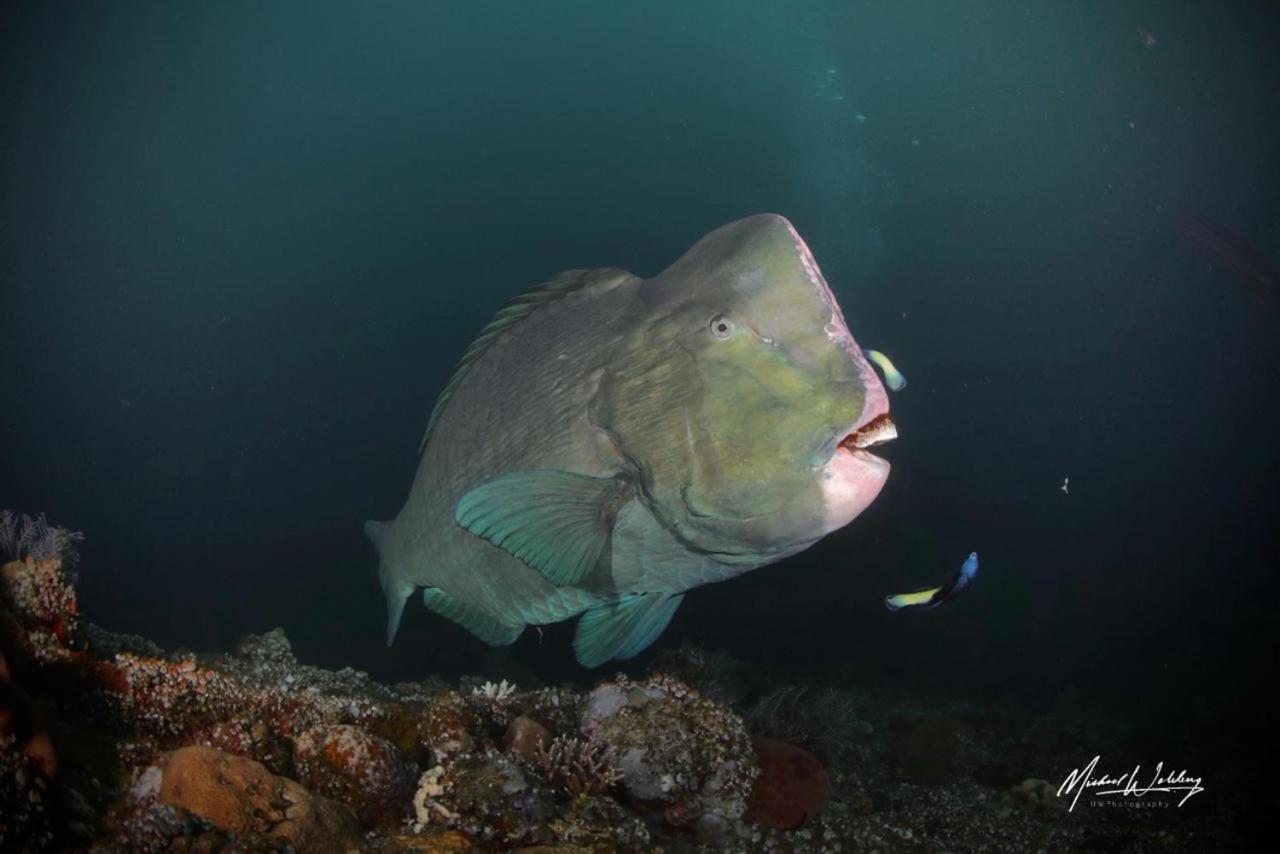 Coriana Dive Resort Waisai Экстерьер фото